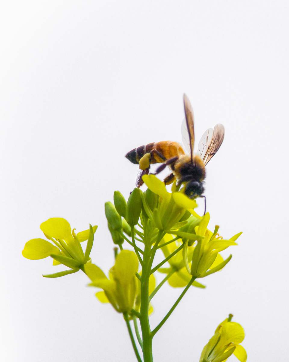 honey bee bee perched on yellow-petaled flower insect